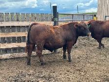 Yearling bulls - Photo 6
