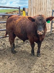 Yearling bulls - Photo 7