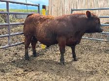 Yearling bulls - Photo 8