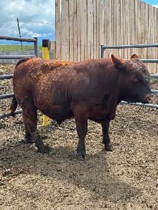 Yearling bulls - Photo 9