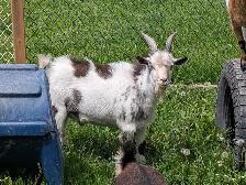 chèvre jeune mâle a donner