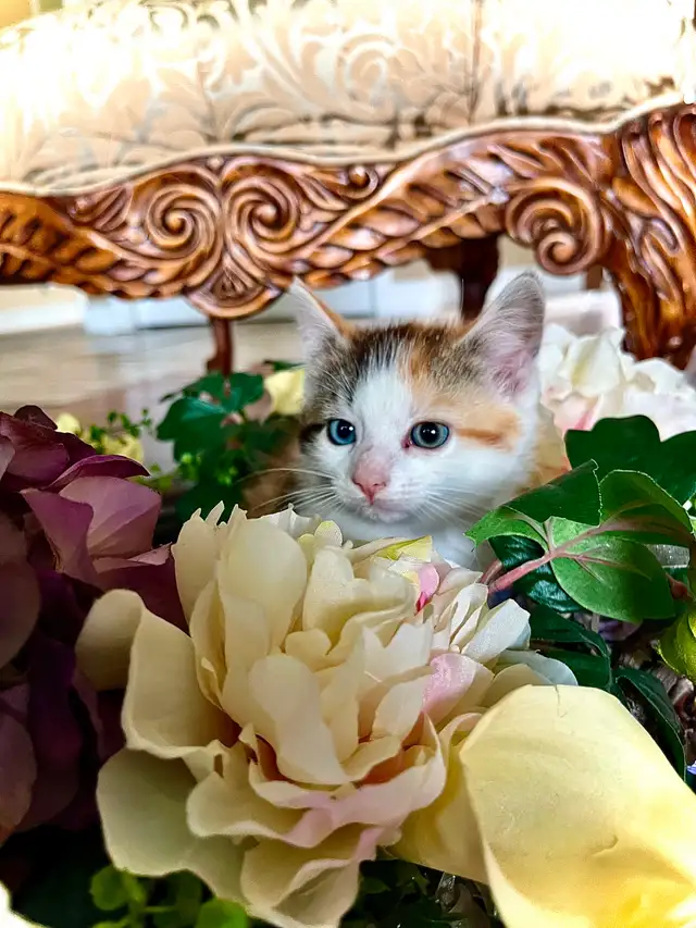 BUNDLE OF KITTEN CUTENESS