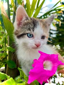 BUNDLE OF KITTEN CUTENESS - Photo 2