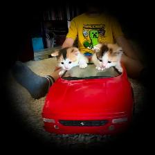 BUNDLE OF KITTEN CUTENESS - Photo 3