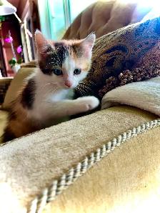 BUNDLE OF KITTEN CUTENESS - Photo 4