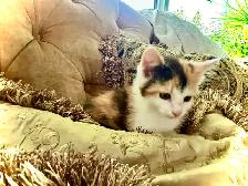 BUNDLE OF KITTEN CUTENESS - Photo 5