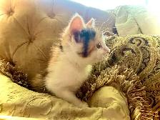 BUNDLE OF KITTEN CUTENESS - Photo 6