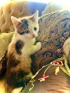 BUNDLE OF KITTEN CUTENESS - Photo 7