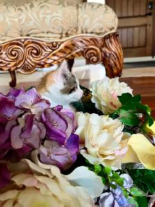 BUNDLE OF KITTEN CUTENESS - Photo 8