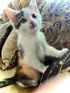 BUNDLE OF KITTEN CUTENESS - Photo 9