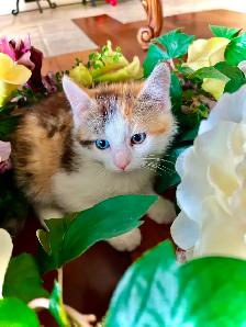 BUNDLE OF KITTEN CUTENESS - Photo 10