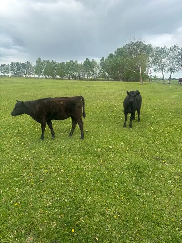HFRS FOR SALE