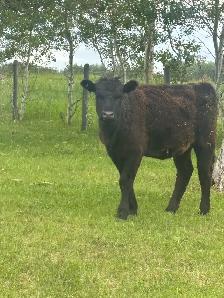 HFRS FOR SALE - Photo 2