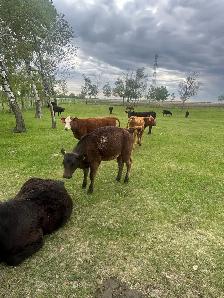 HFRS FOR SALE - Photo 3
