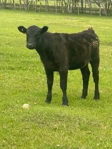HFRS FOR SALE - Photo 4