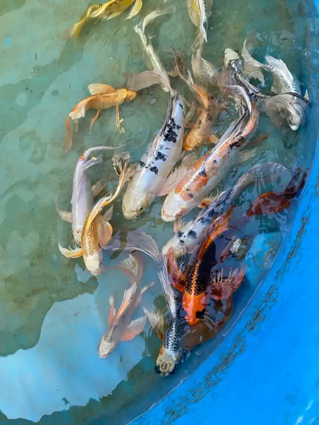 Big butterfly Koi available