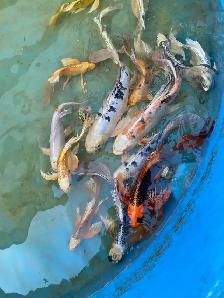 Big butterfly Koi available