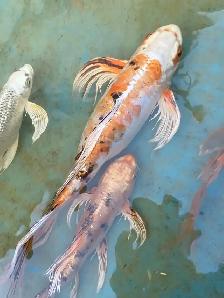 Big butterfly Koi available - Photo 2