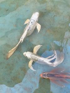 Big butterfly Koi available - Photo 3