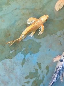 Big butterfly Koi available - Photo 4