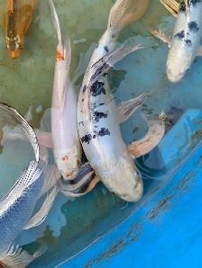 Big butterfly Koi available - Photo 5