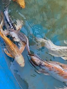 Big butterfly Koi available - Photo 6