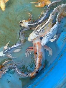 Big butterfly Koi available - Photo 7