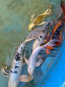 Big butterfly Koi available - Photo 8