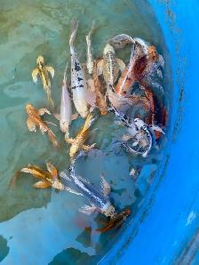 Big butterfly Koi available - Photo 9