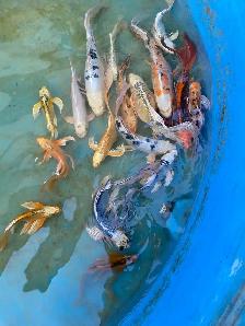 Big butterfly Koi available - Photo 10