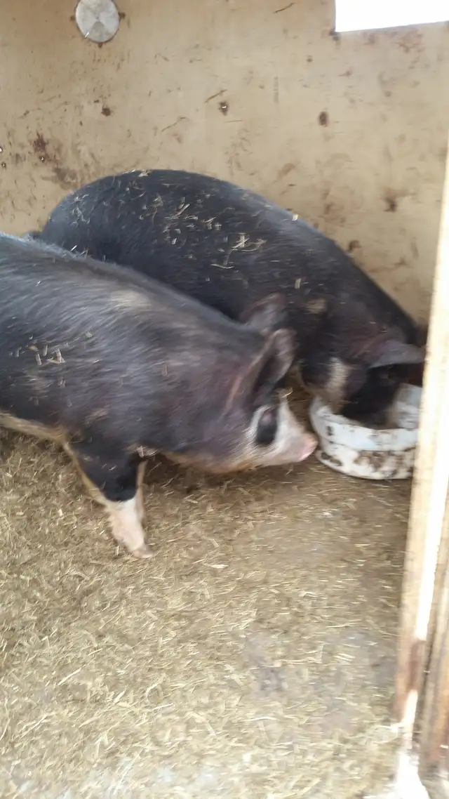 Butcher Pigs