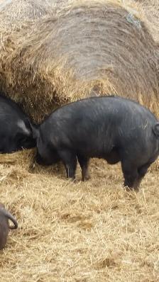 Butcher Pigs - Photo 2