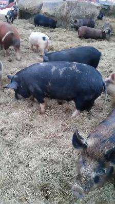 Butcher Pigs - Photo 3