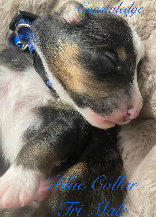 Sheltie /Shetland sheepdog