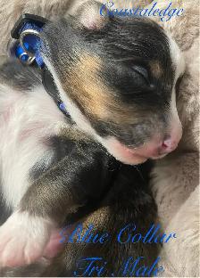 Sheltie /Shetland sheepdog