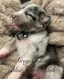 Sheltie /Shetland sheepdog - Photo 2