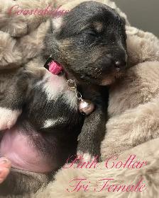 Sheltie /Shetland sheepdog - Photo 3