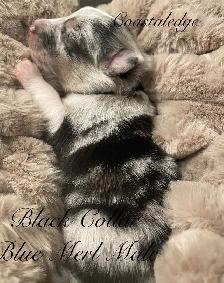Sheltie /Shetland sheepdog - Photo 4