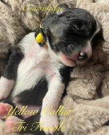 Sheltie /Shetland sheepdog - Photo 5