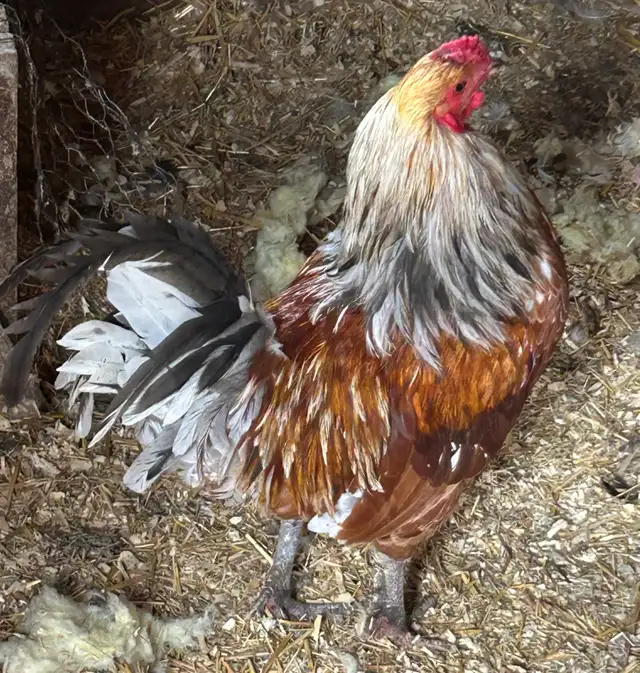 ROOSTERS FOR SALE