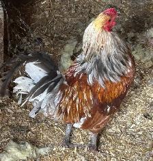 ROOSTERS FOR SALE