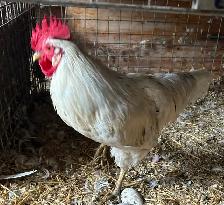 ROOSTERS FOR SALE - Photo 2