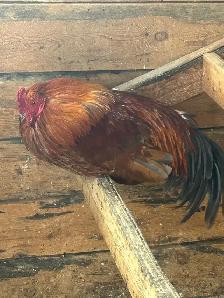 ROOSTERS FOR SALE - Photo 3