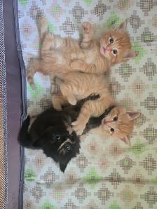 Kittens