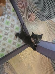 Kittens - Photo 2