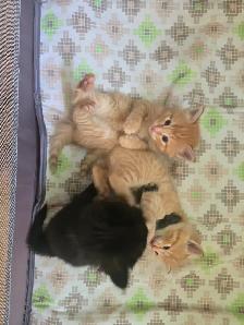 Kittens - Photo 3