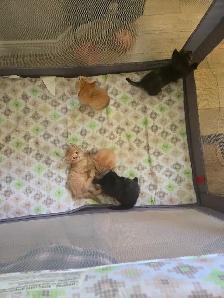 Kittens - Photo 4