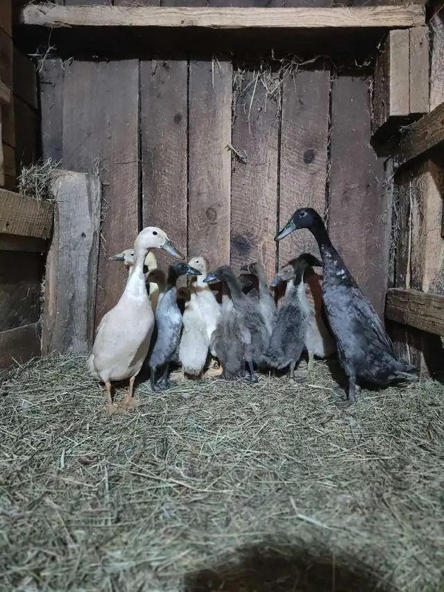 Indian Runner Ducks