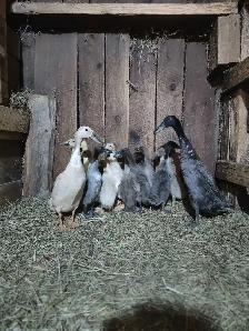 Indian Runner Ducks