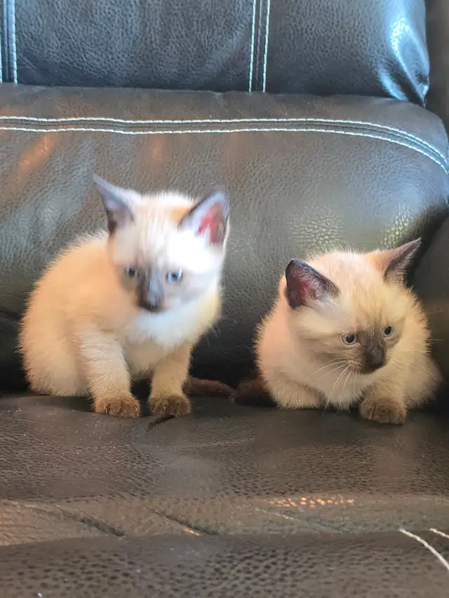 Purebred Applehead Siamese Kittens